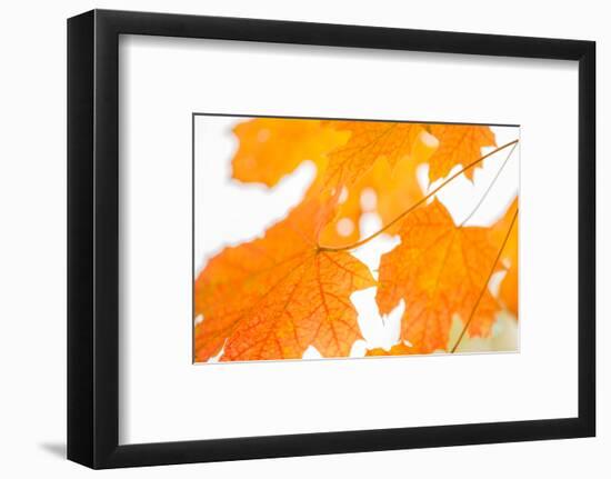 Maple Leaves Fall Colors-Paivi Vikstrom-Framed Photographic Print