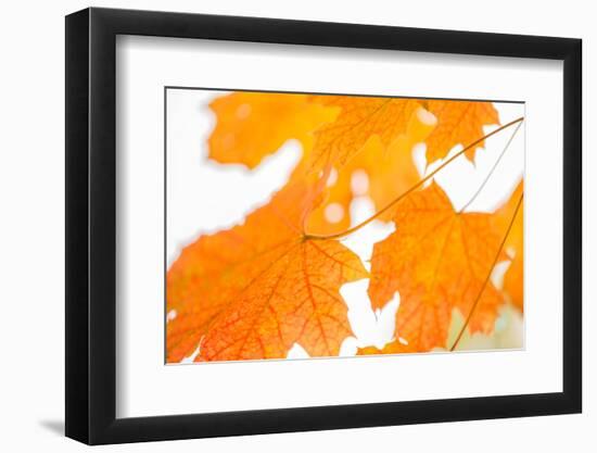 Maple Leaves Fall Colors-Paivi Vikstrom-Framed Photographic Print