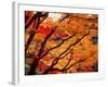 Maple Leaves, Hiuga Daijingu Shrine, Kyoto, Japan-null-Framed Photographic Print