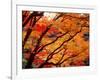 Maple Leaves, Hiuga Daijingu Shrine, Kyoto, Japan-null-Framed Photographic Print