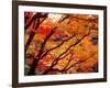 Maple Leaves, Hiuga Daijingu Shrine, Kyoto, Japan-null-Framed Photographic Print