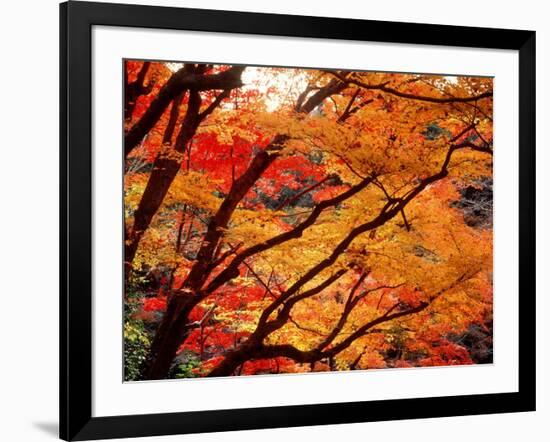 Maple Leaves, Hiuga Daijingu Shrine, Kyoto, Japan-null-Framed Photographic Print