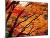 Maple Leaves, Hiuga Daijingu Shrine, Kyoto, Japan-null-Mounted Photographic Print