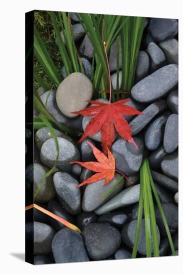 Maple Leaves I-Brian Moore-Stretched Canvas