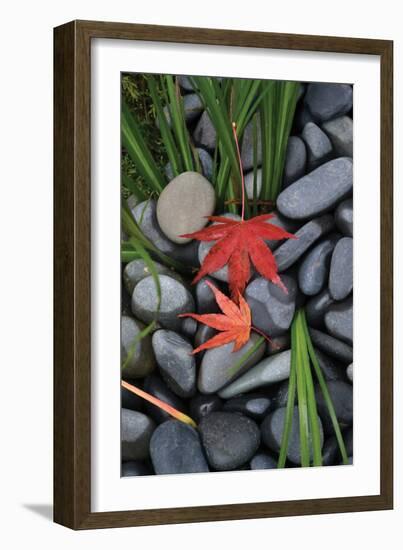 Maple Leaves I-Brian Moore-Framed Photographic Print