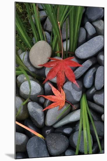 Maple Leaves I-Brian Moore-Mounted Photographic Print