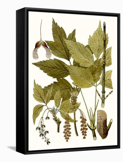 Maple Leaves I-null-Framed Stretched Canvas