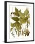 Maple Leaves I-null-Framed Art Print