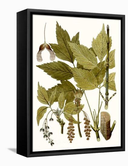 Maple Leaves I-null-Framed Stretched Canvas