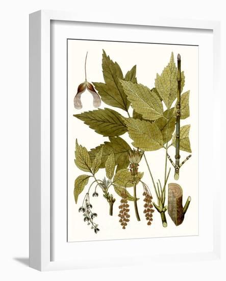 Maple Leaves I-null-Framed Art Print