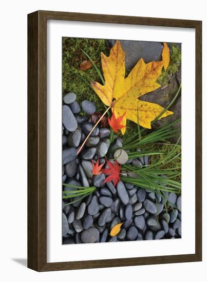 Maple Leaves II-Brian Moore-Framed Photographic Print