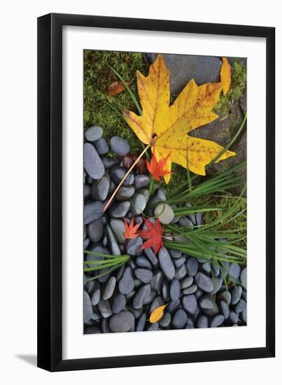 Maple Leaves II-Brian Moore-Framed Photographic Print