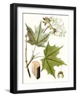 Maple Leaves III-null-Framed Art Print