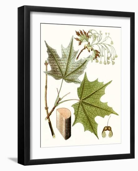 Maple Leaves III-null-Framed Art Print