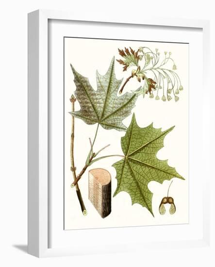 Maple Leaves III-null-Framed Art Print