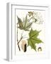 Maple Leaves III-null-Framed Art Print