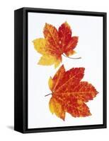 Maple Leaves in Autumn Color-Don Mason-Framed Stretched Canvas