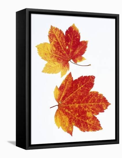 Maple Leaves in Autumn Color-Don Mason-Framed Stretched Canvas