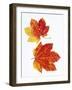 Maple Leaves in Autumn Color-Don Mason-Framed Photographic Print