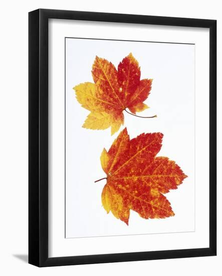 Maple Leaves in Autumn Color-Don Mason-Framed Photographic Print