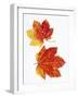 Maple Leaves in Autumn Color-Don Mason-Framed Photographic Print