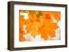 Maple Leaves In Beautiful Fall Colors-Paivi Vikstrom-Framed Photographic Print