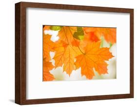 Maple Leaves In Beautiful Fall Colors-Paivi Vikstrom-Framed Photographic Print