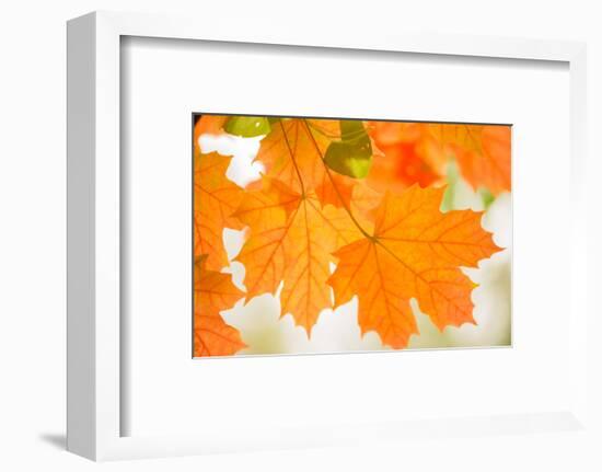 Maple Leaves In Beautiful Fall Colors-Paivi Vikstrom-Framed Photographic Print