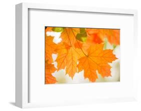 Maple Leaves In Beautiful Fall Colors-Paivi Vikstrom-Framed Photographic Print