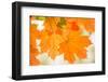 Maple Leaves In Beautiful Fall Colors-Paivi Vikstrom-Framed Photographic Print