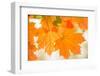 Maple Leaves In Beautiful Fall Colors-Paivi Vikstrom-Framed Photographic Print