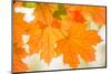 Maple Leaves In Beautiful Fall Colors-Paivi Vikstrom-Mounted Photographic Print