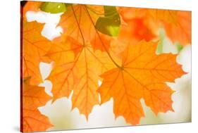 Maple Leaves In Beautiful Fall Colors-Paivi Vikstrom-Stretched Canvas