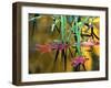 Maple Leaves in Creek, Bishop, CA-David Carriere-Framed Photographic Print