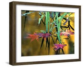 Maple Leaves in Creek, Bishop, CA-David Carriere-Framed Photographic Print