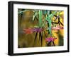 Maple Leaves in Creek, Bishop, CA-David Carriere-Framed Photographic Print