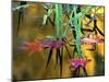 Maple Leaves in Creek, Bishop, CA-David Carriere-Mounted Photographic Print