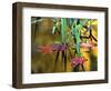 Maple Leaves in Creek, Bishop, CA-David Carriere-Framed Photographic Print