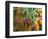 Maple Leaves in Creek, Bishop, CA-David Carriere-Framed Photographic Print