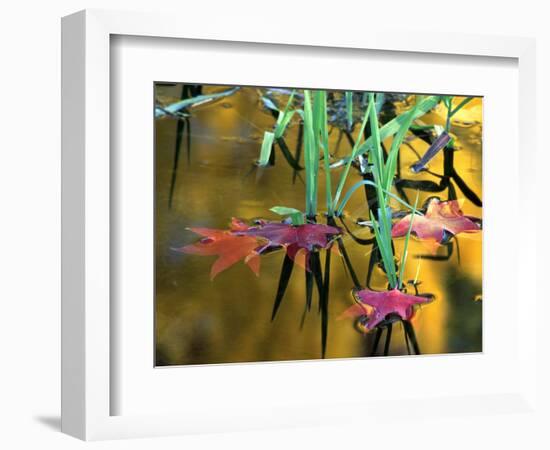 Maple Leaves in Creek, Bishop, CA-David Carriere-Framed Photographic Print