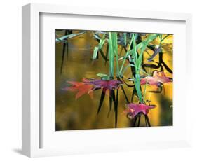 Maple Leaves in Creek, Bishop, CA-David Carriere-Framed Photographic Print