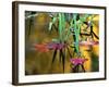 Maple Leaves in Creek, Bishop, CA-David Carriere-Framed Photographic Print