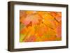 Maple Leaves In Fall Colors-Paivi Vikstrom-Framed Photographic Print