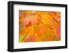 Maple Leaves In Fall Colors-Paivi Vikstrom-Framed Photographic Print