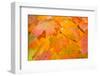 Maple Leaves In Fall Colors-Paivi Vikstrom-Framed Photographic Print