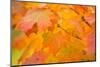 Maple Leaves In Fall Colors-Paivi Vikstrom-Mounted Photographic Print