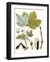 Maple Leaves IV-null-Framed Art Print