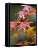 Maple Leaves, Kyoto, Kansai, Honshu, Japan-Schlenker Jochen-Framed Stretched Canvas