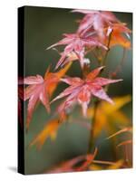 Maple Leaves, Kyoto, Kansai, Honshu, Japan-Schlenker Jochen-Stretched Canvas