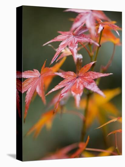 Maple Leaves, Kyoto, Kansai, Honshu, Japan-Schlenker Jochen-Stretched Canvas